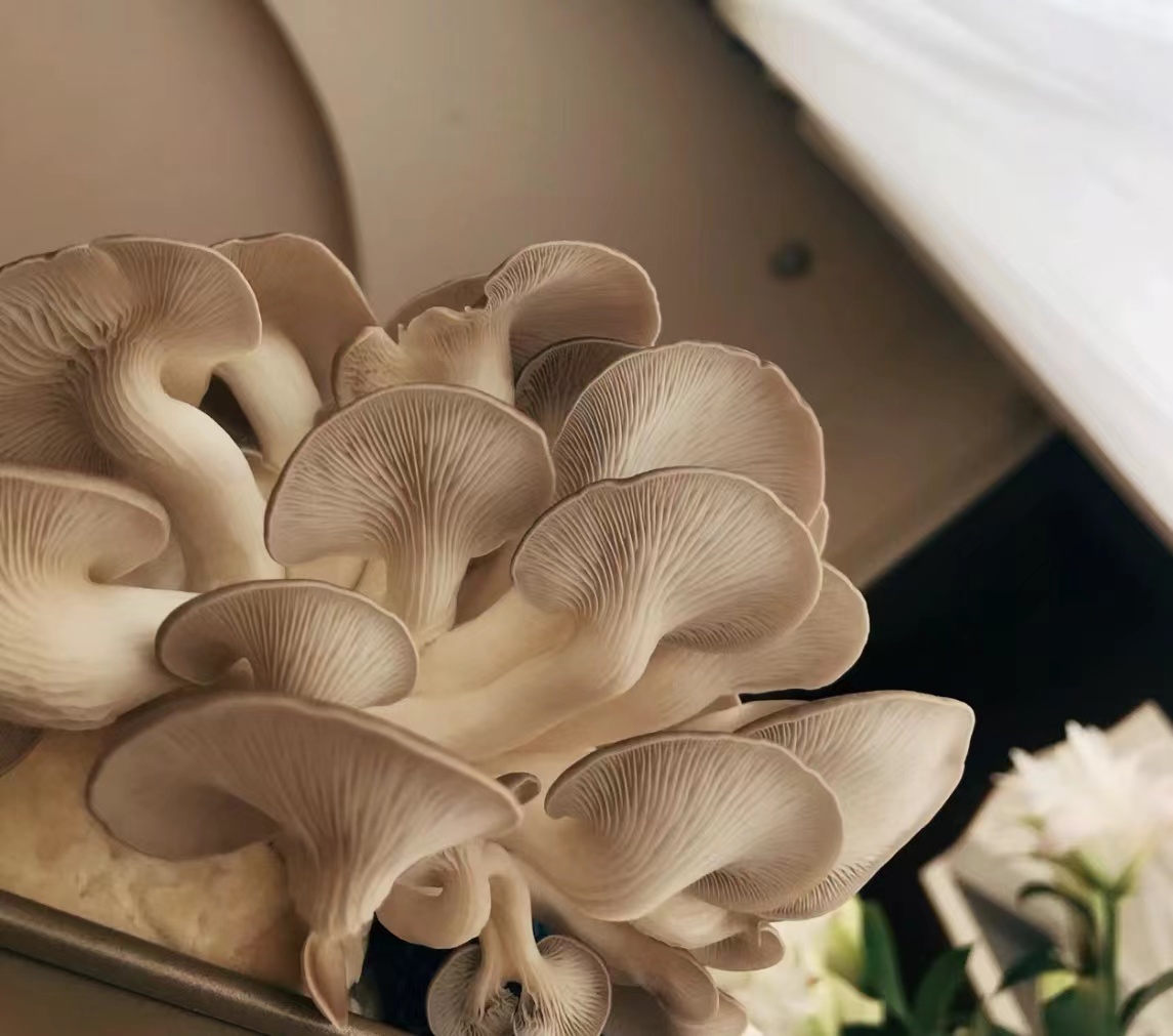 秀珍菇